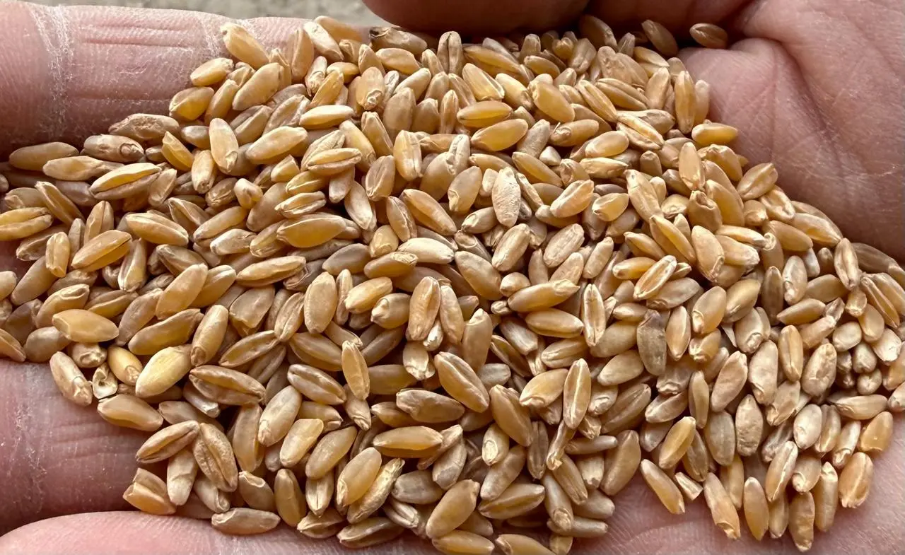 حبوب خير بلادي النقية